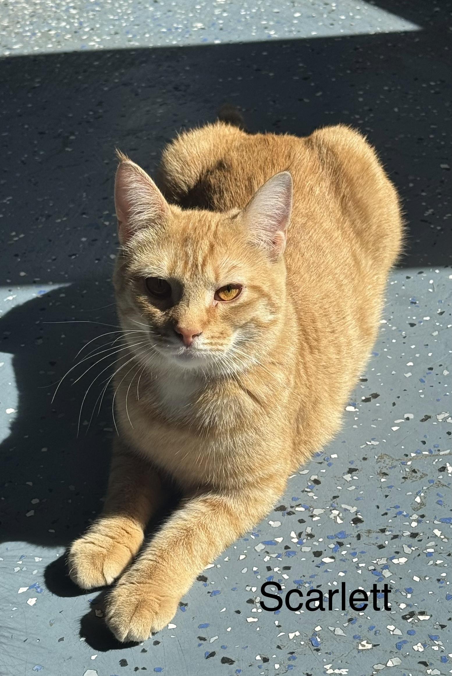 Scarlett, Adoptable, Kitten Female Domestic Short Hair.