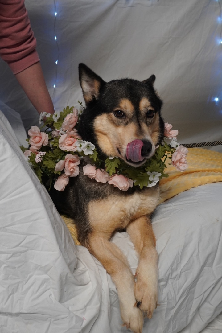 Honey, a Adoptable Husky in fennville, MI image 3/5