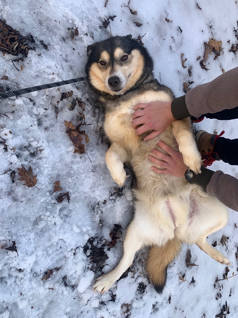 Honey, a Adoptable Husky in fennville, MI image 2/5