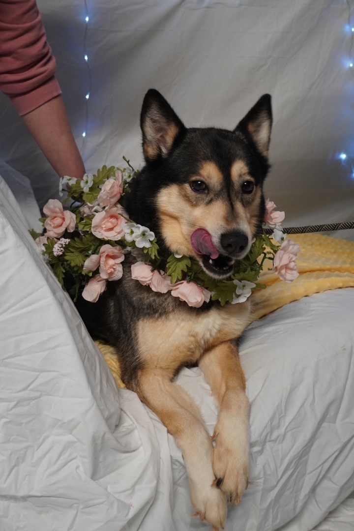 Honey, Adoptable, Adult Female Husky.