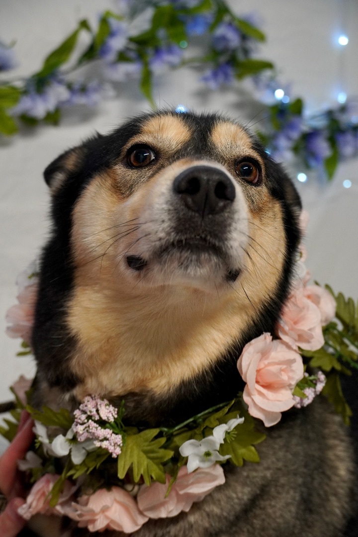 Honey, a Adoptable Husky in fennville, MI image 4/5