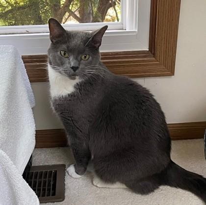 Nimbus, Adoptable, Adult Male Domestic Short Hair & Domestic Short Hair.