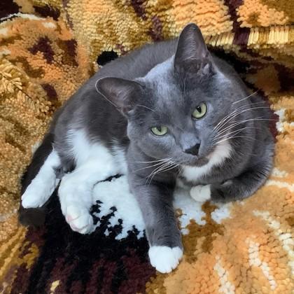 Enlarge Nimbus, a Adoptable Domestic Short Hair in Wheaton, IL image 1/3