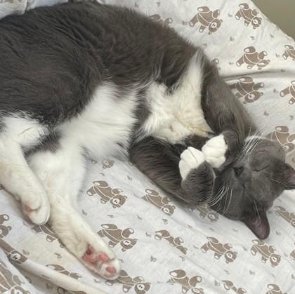 Nimbus, a Adoptable Domestic Short Hair in Wheaton, IL image 3/3