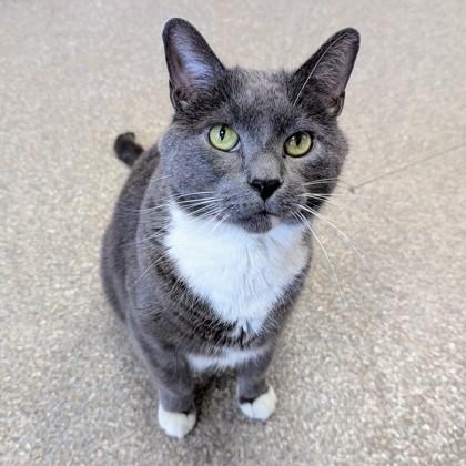 Enlarge Nimbus, a Adoptable Domestic Short Hair in Wheaton, IL image 3/3