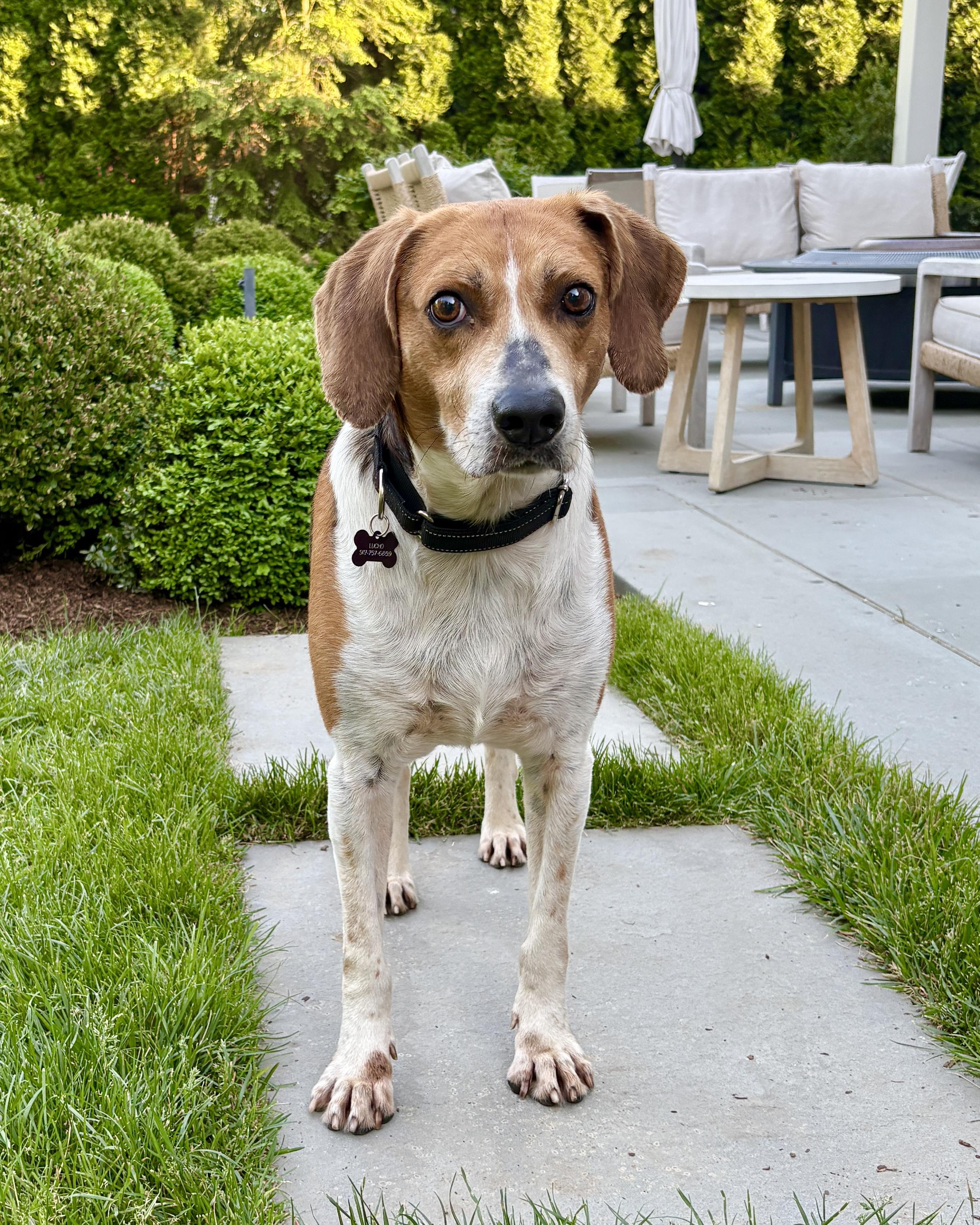 Float, a Adoptable mixed breed in Chatham, NJ image 1/6
