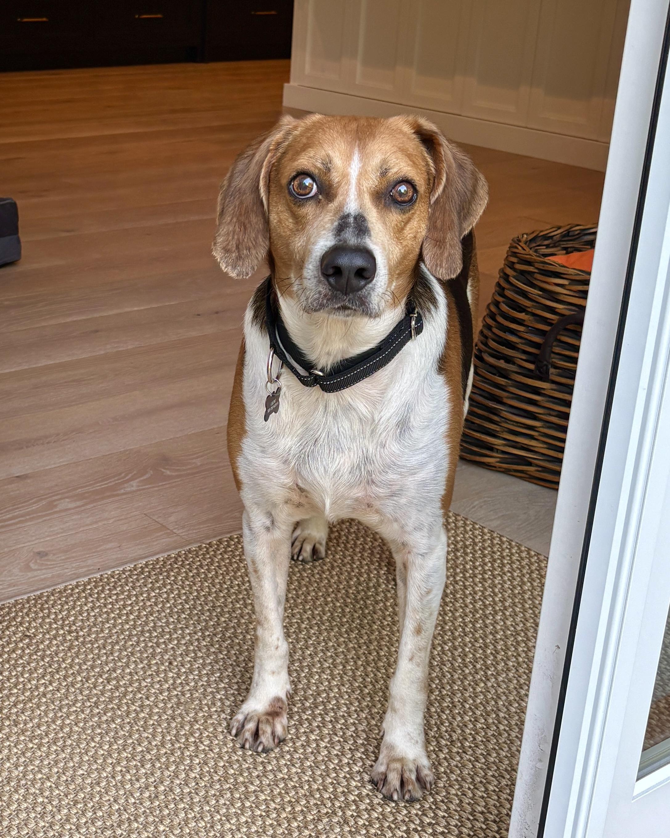 Float, a Adoptable mixed breed in Chatham, NJ image 2/6