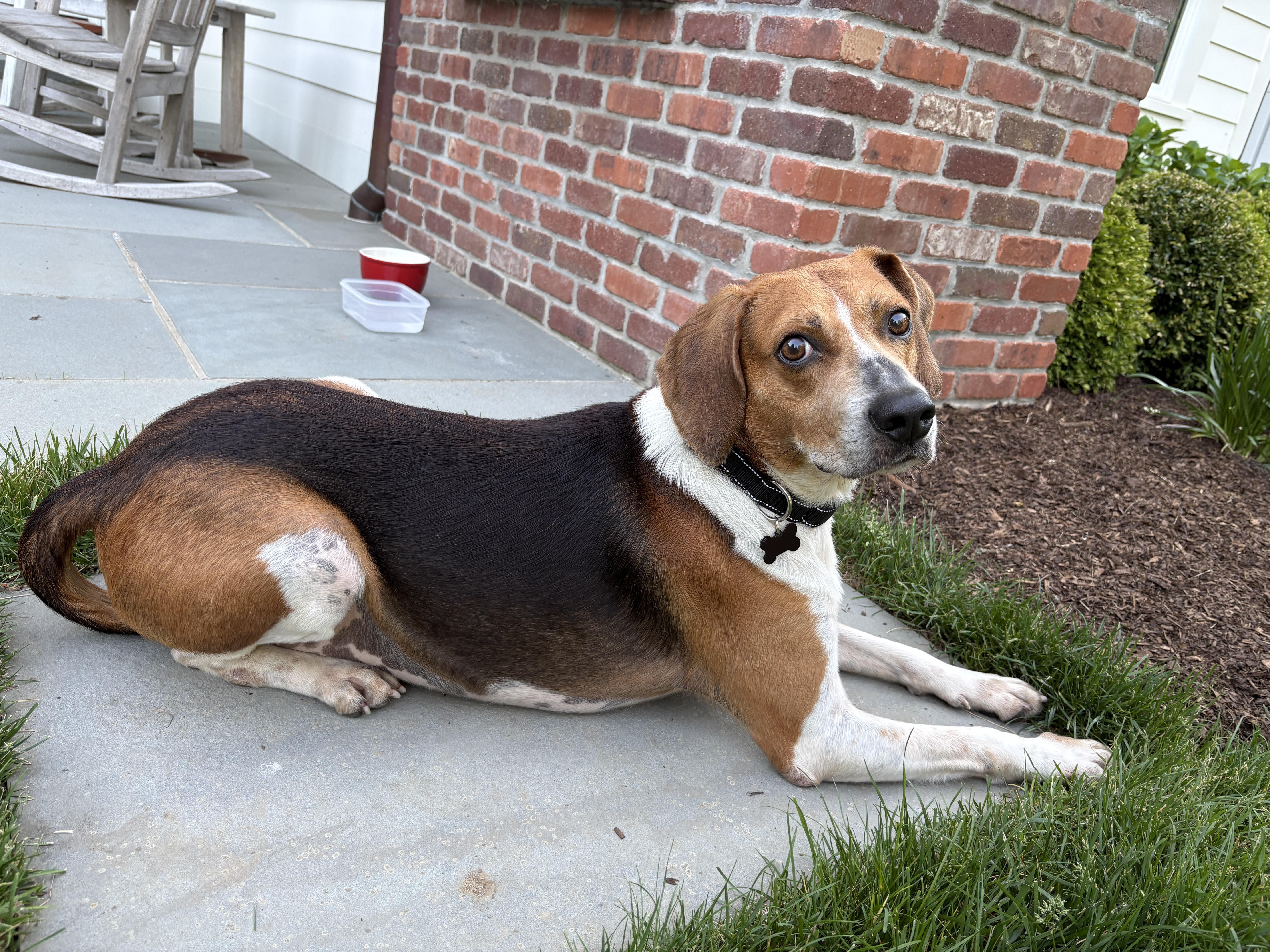 Float, a Adoptable mixed breed in Chatham, NJ image 4/6