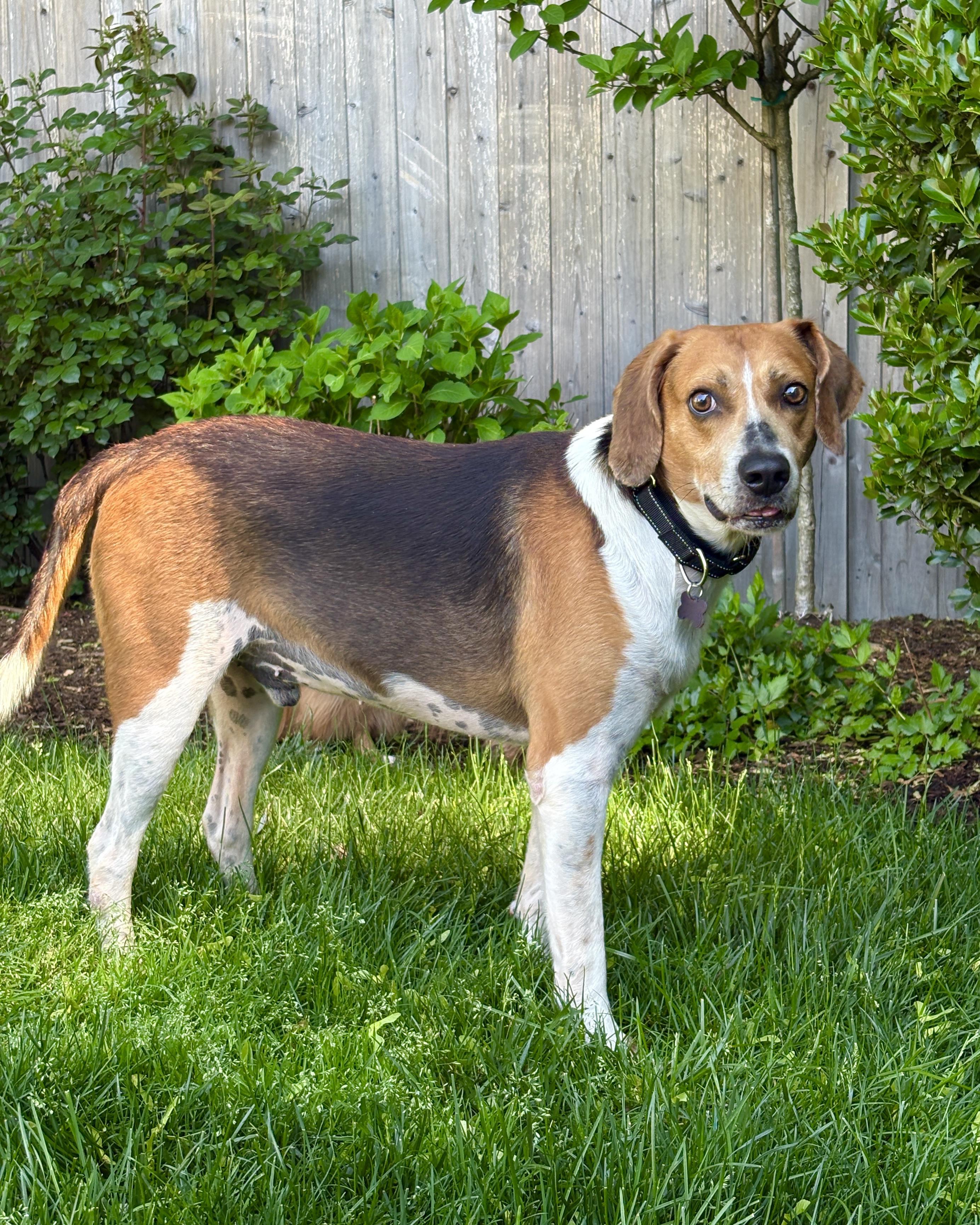 Float, a Adoptable mixed breed in Chatham, NJ image 5/6