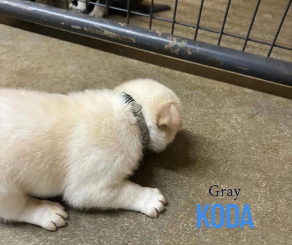 Koda