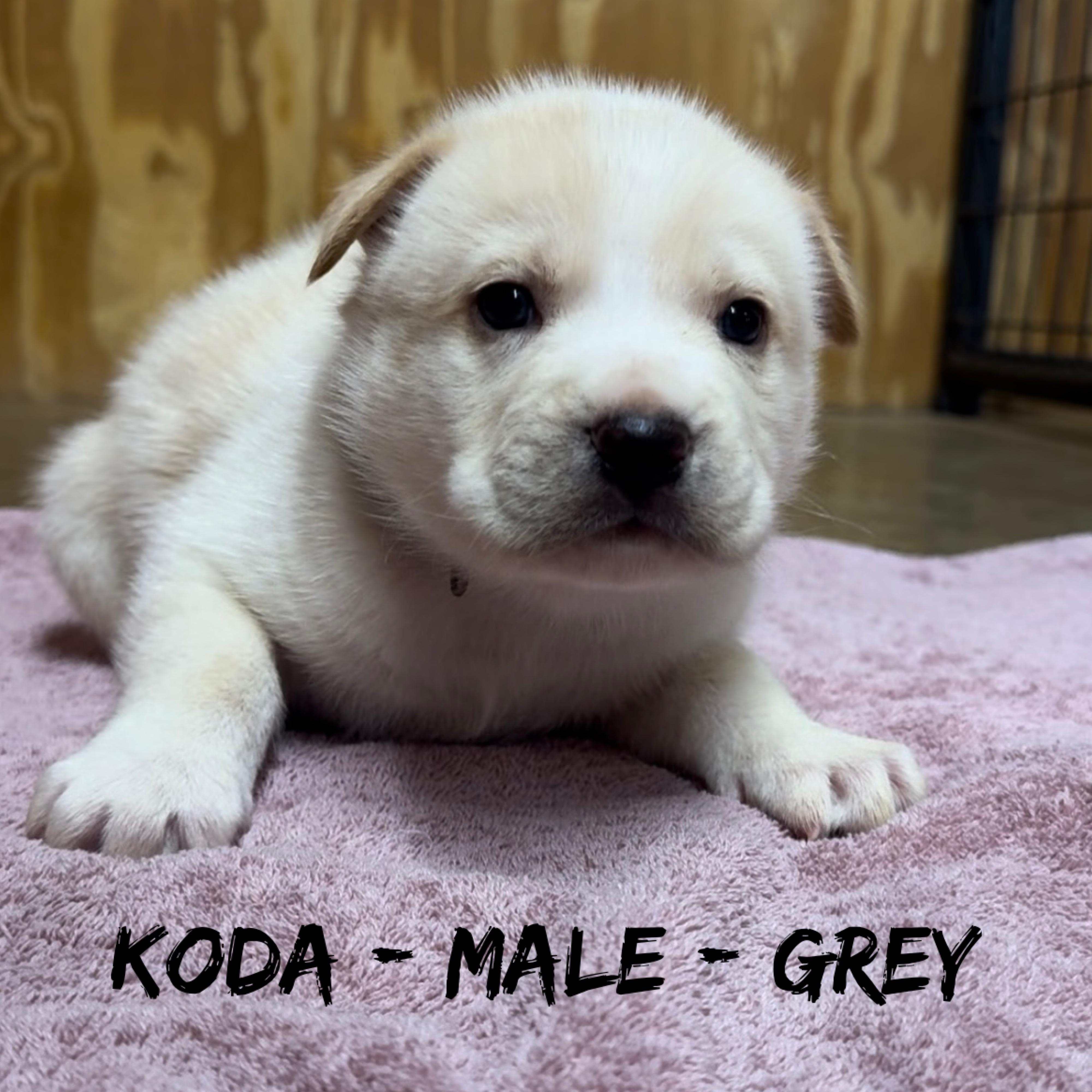 Koda