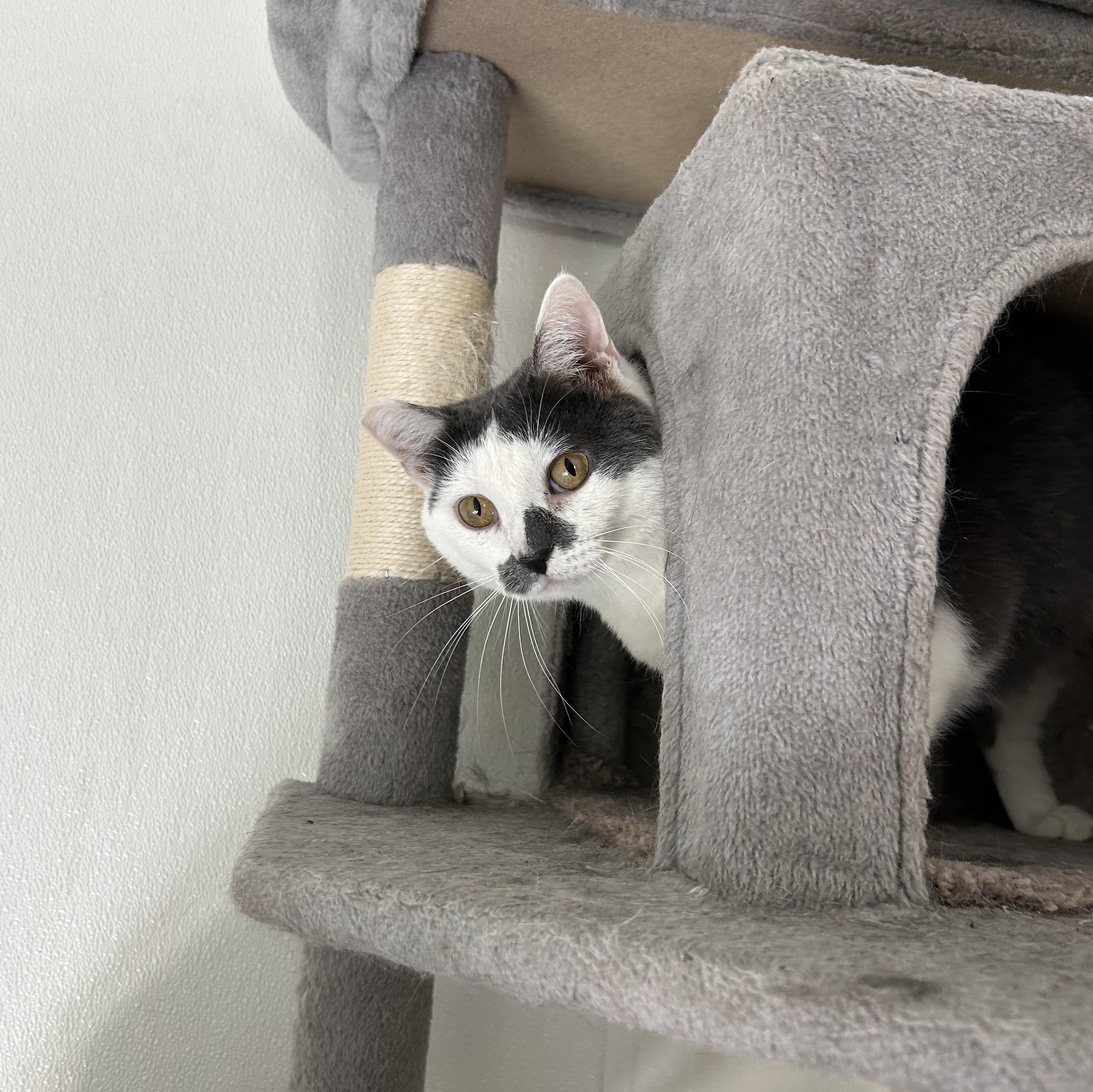 Dot, Adoptable, Adult Female Domestic Short Hair.