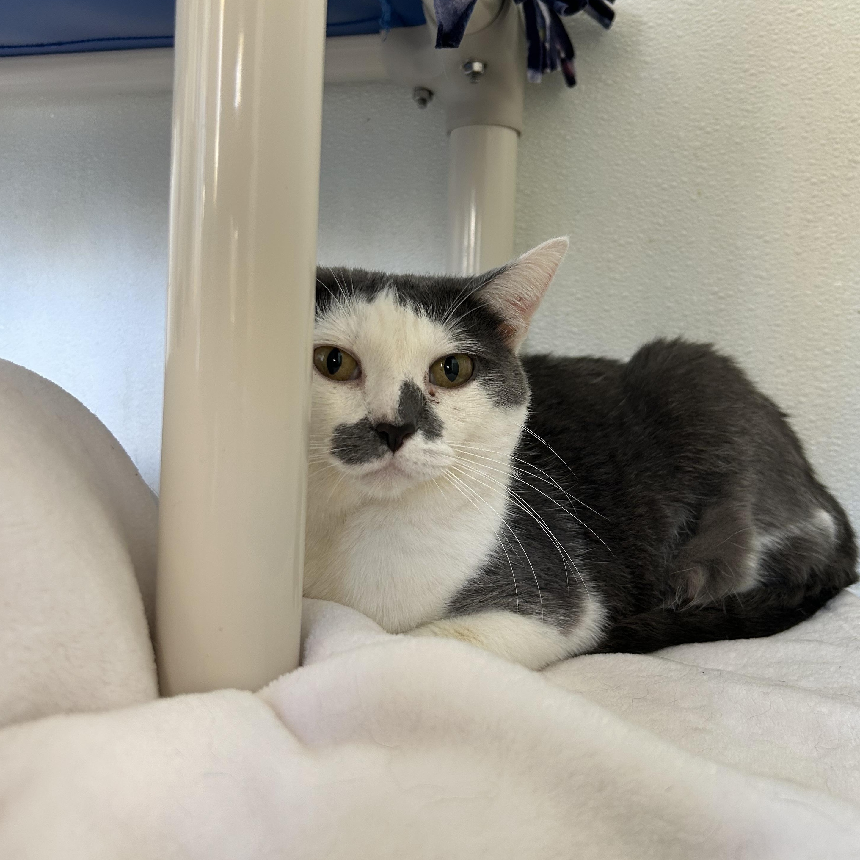 Enlarge Dot, a Adoptable Domestic Short Hair in El Cajon, CA image 3/3