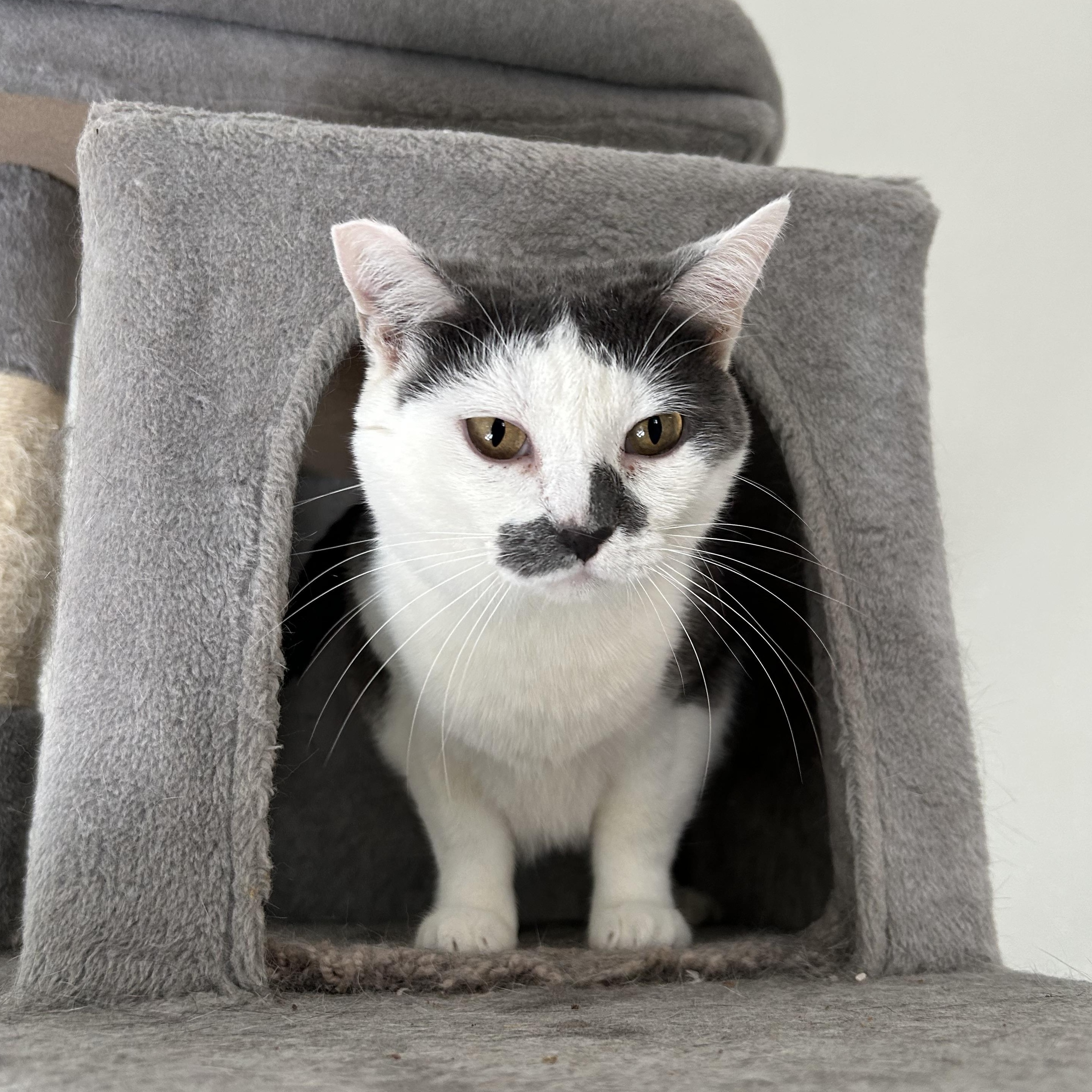 Enlarge Dot, a Adoptable Domestic Short Hair in El Cajon, CA image 2/3