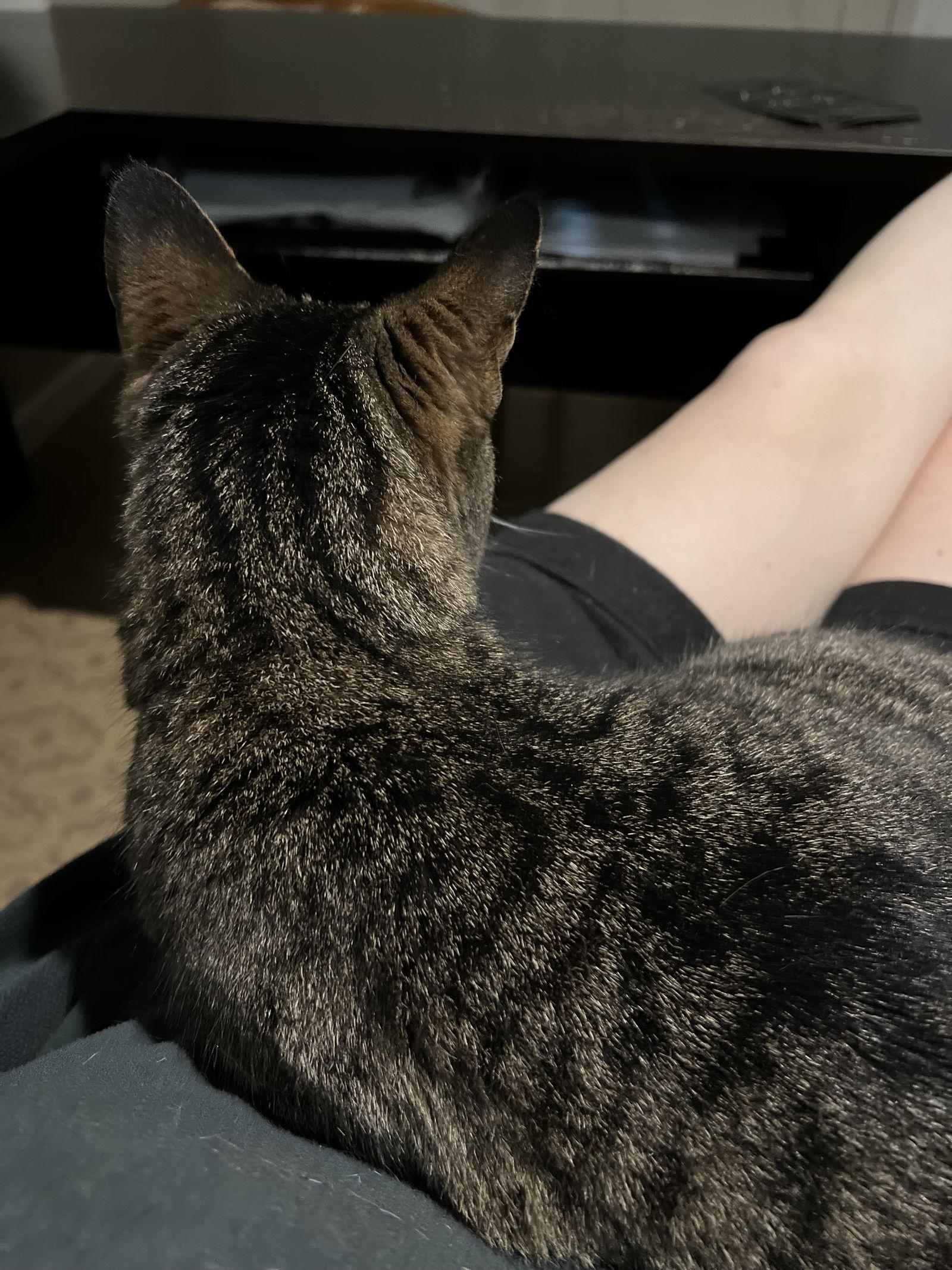 Ruthie (I Litter), Adoptable, Adult Female Domestic Short Hair.