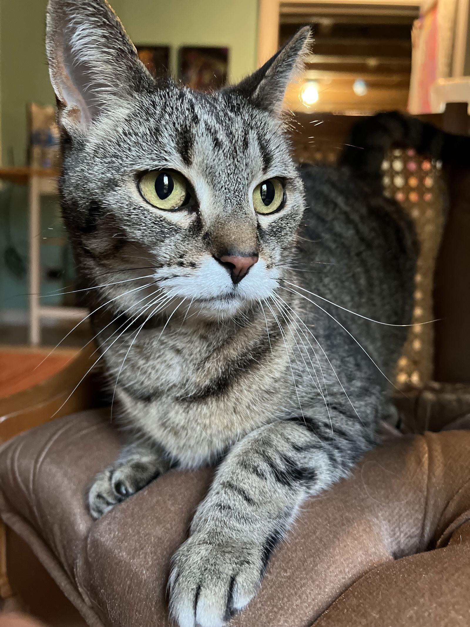 Enlarge Ruthie (I Litter), a Adoptable Domestic Short Hair in Williamston, MI image 2/3