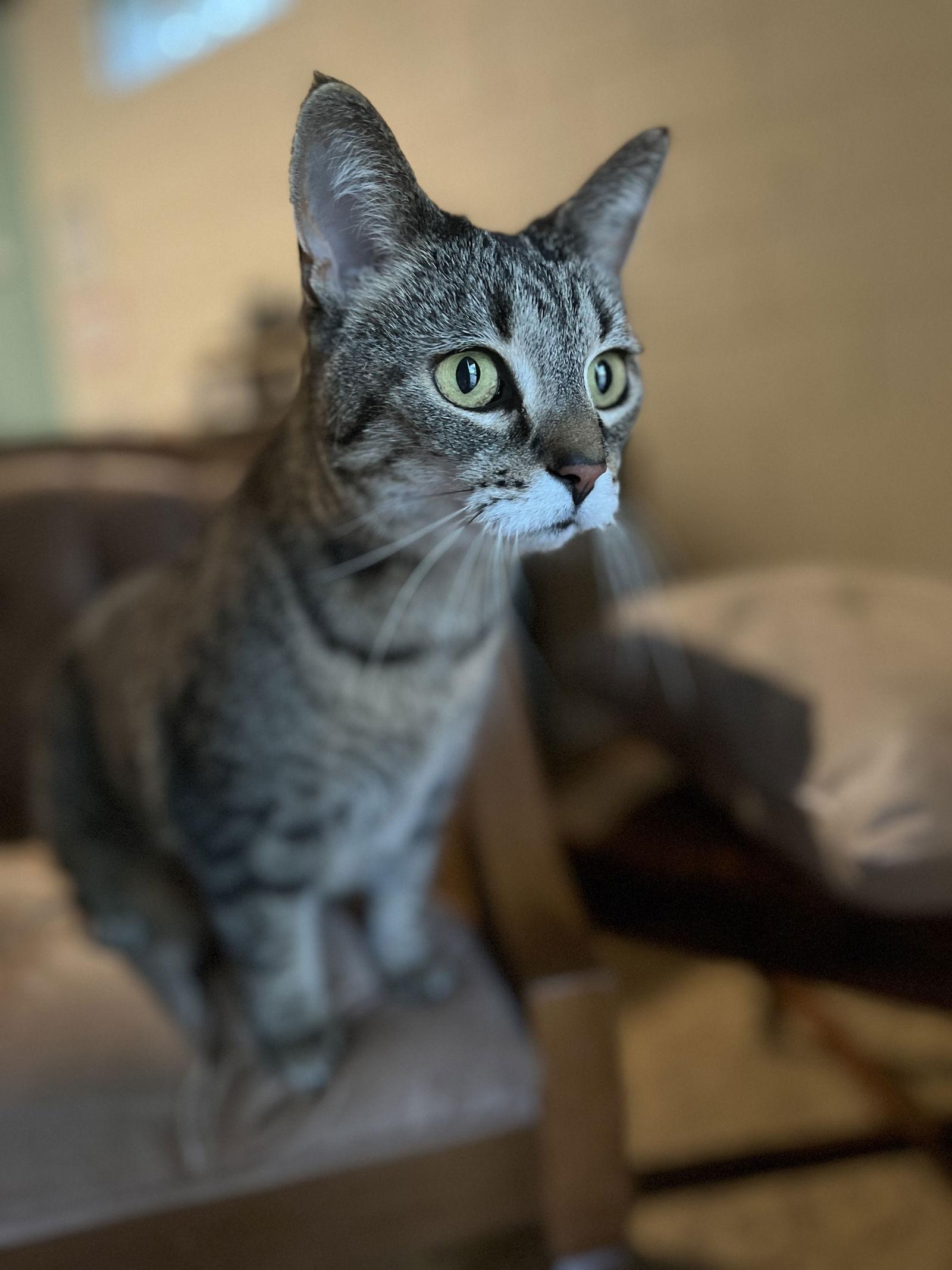 Enlarge Ruthie (I Litter), a Adoptable Domestic Short Hair in Williamston, MI image 3/3