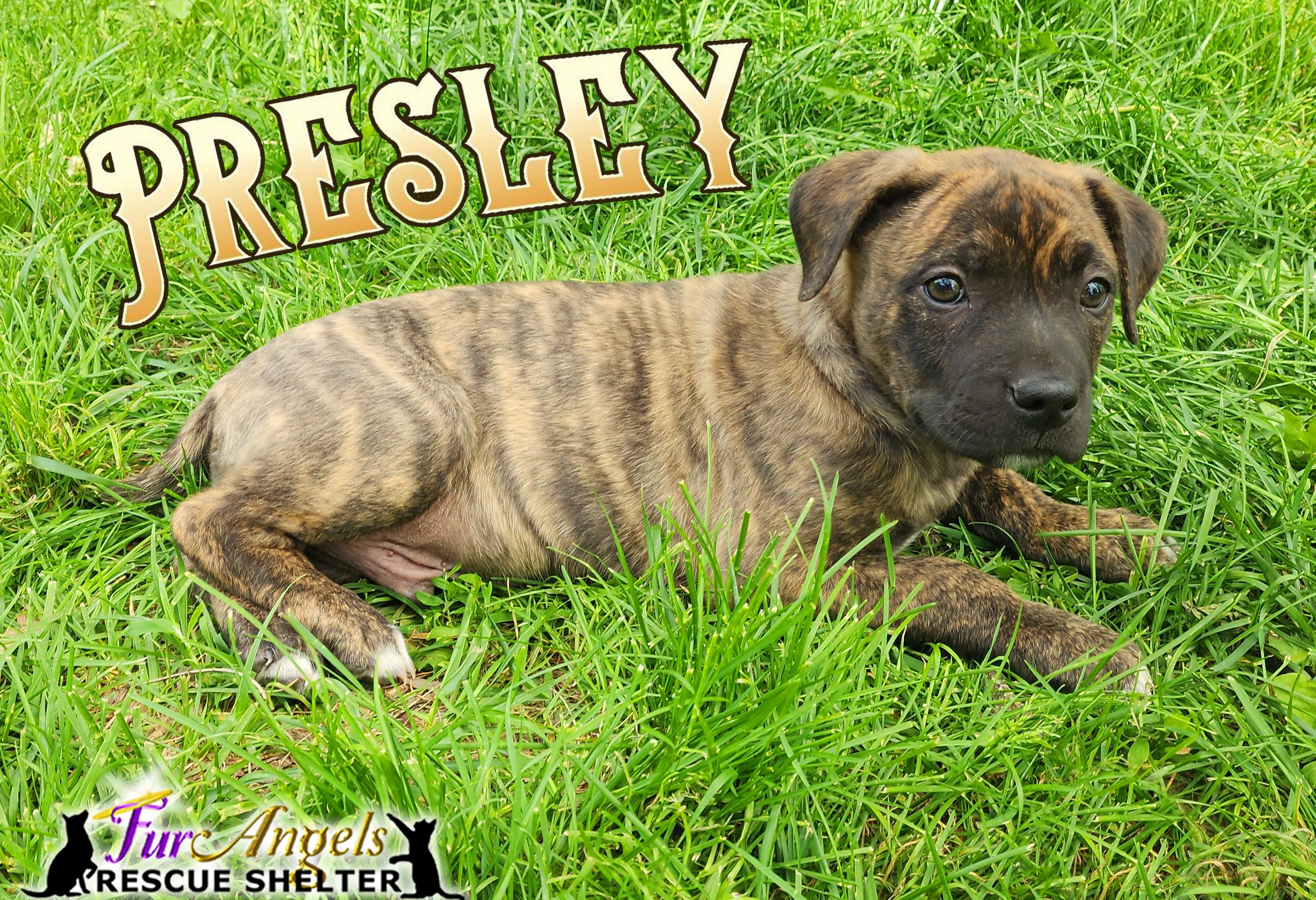 Enlarge Presley - PENDING, an adopted mixed breed in Toledo, OH image 1/1