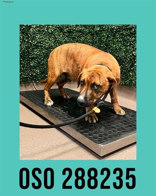 Enlarge OSO, a Adoptable Mixed Breed in Macon, GA image 1/1