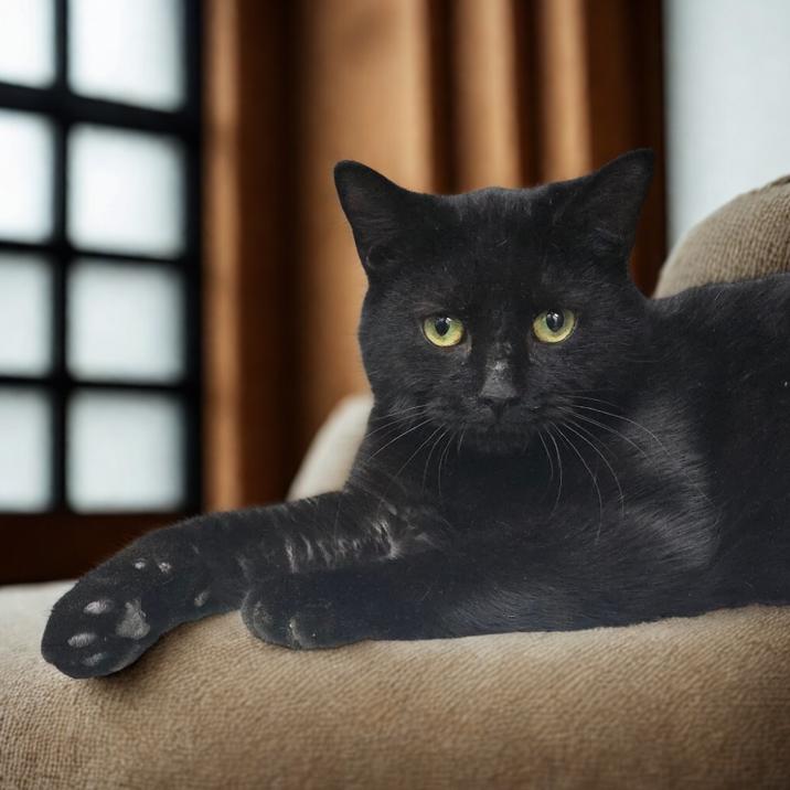 Jefferson 26-0019, Adoptable, Young Male Domestic Short Hair.