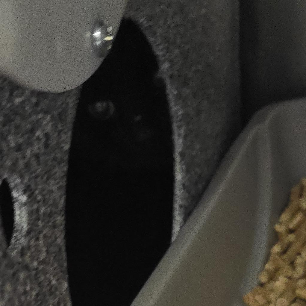 Jefferson 26-0019, Adoptable, Young Male Domestic Short Hair.