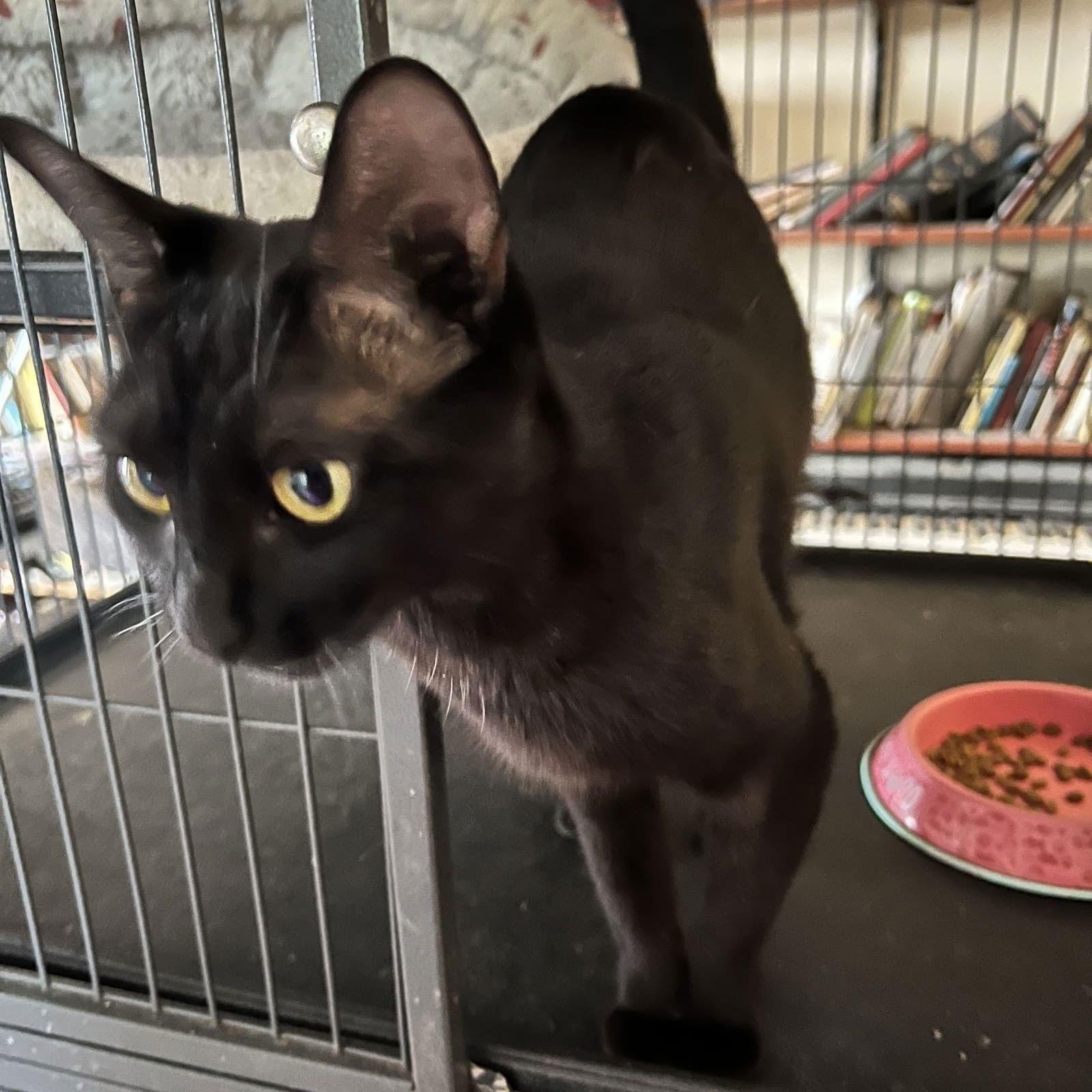 Enlarge Sister Midnight, a Adoptable Domestic Short Hair in Tampa, FL image 1/1