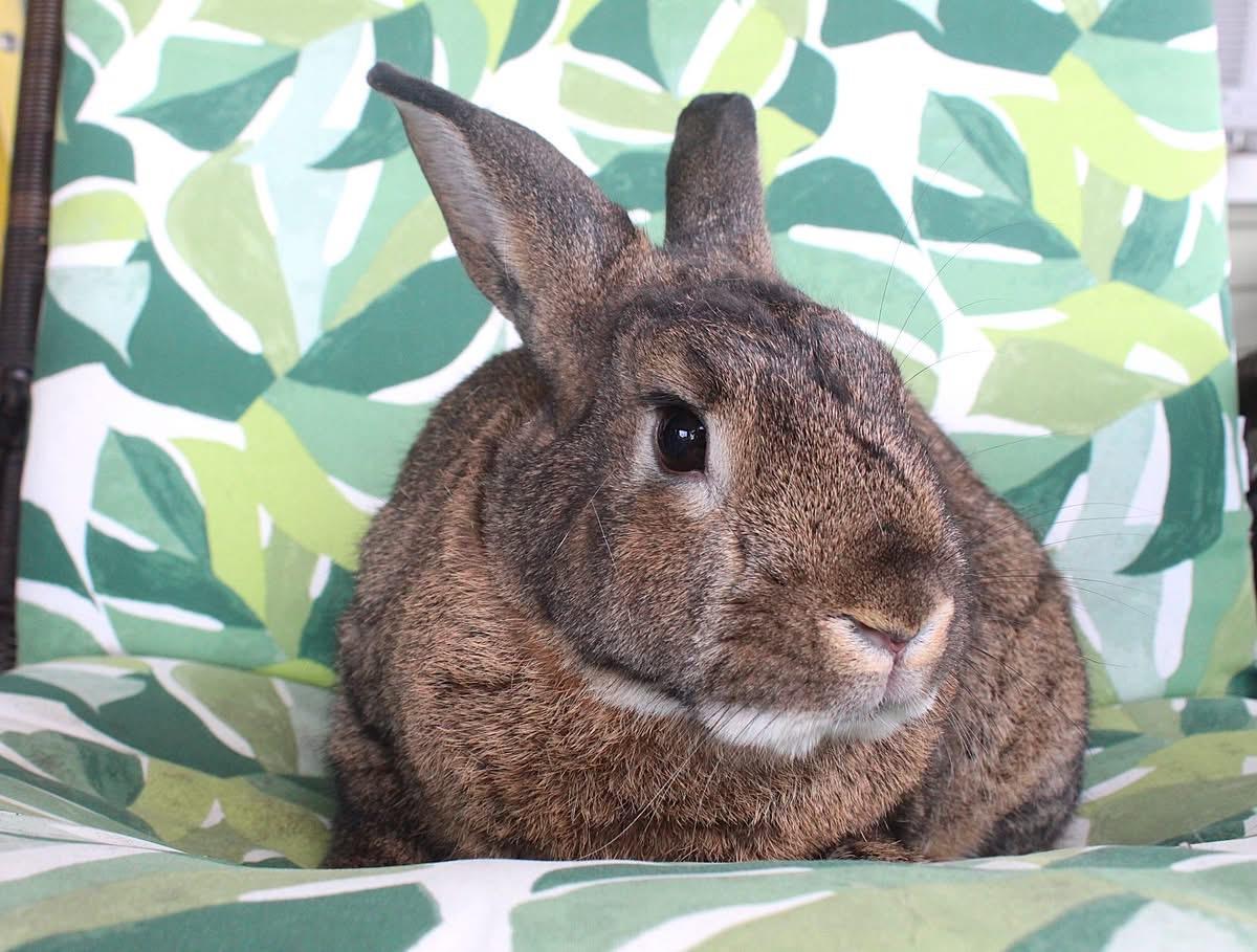 Enlarge Jackalope, a Adoptable American in Hillside, NJ image 1/3