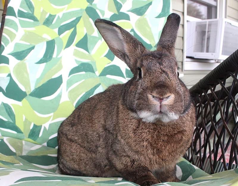 Enlarge Jackalope, a Adoptable American in Hillside, NJ image 2/3