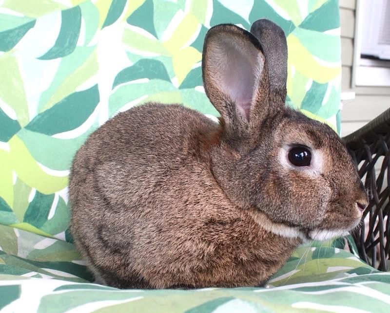 Enlarge Jackalope, a Adoptable American in Hillside, NJ image 3/3