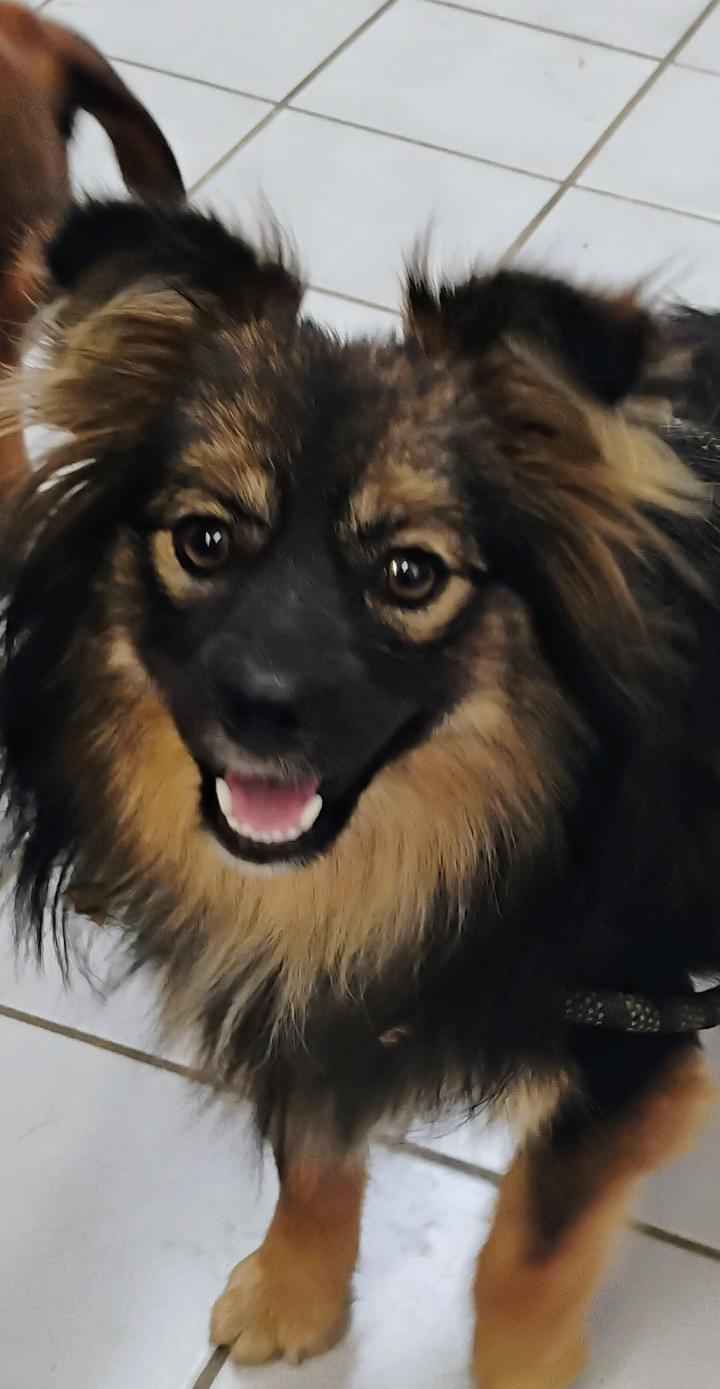 TRIXIE, an adopted mixed breed in Saint Jo, TX image 2/3