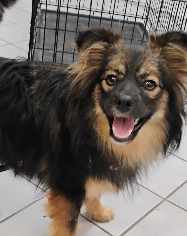 TRIXIE, an adopted mixed breed in Saint Jo, TX image 3/3