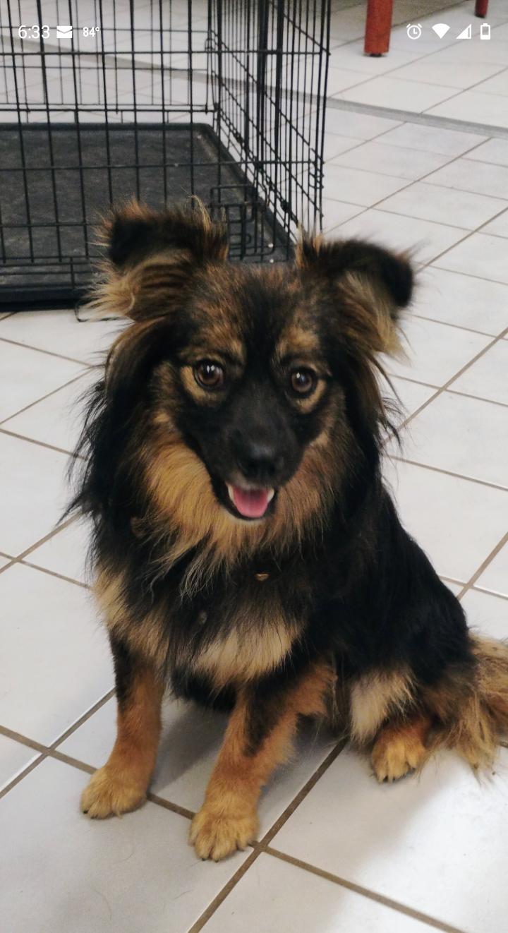 TRIXIE, adopted, Young Female Pomeranian.