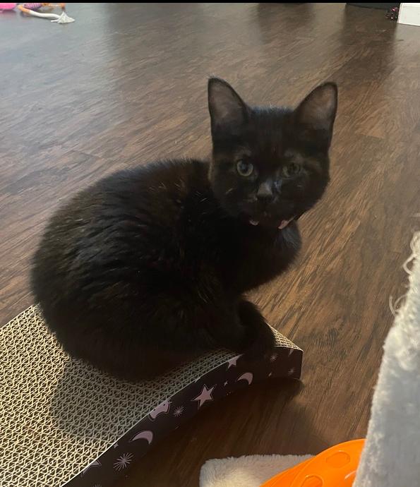 Enlarge Dakota, a Adoptable Domestic Short Hair in Metamora, IL image 1/1