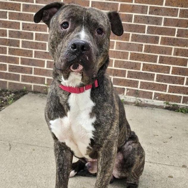 Enlarge Saint, a Adoptable American Bully in Waterloo, IA image 2/2