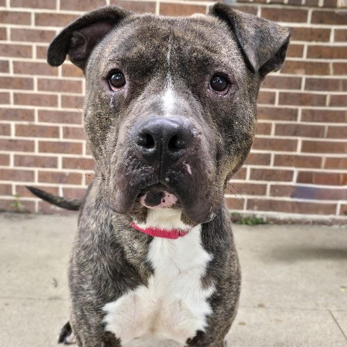 Saint, Adoptable, Adult Male American Bully.