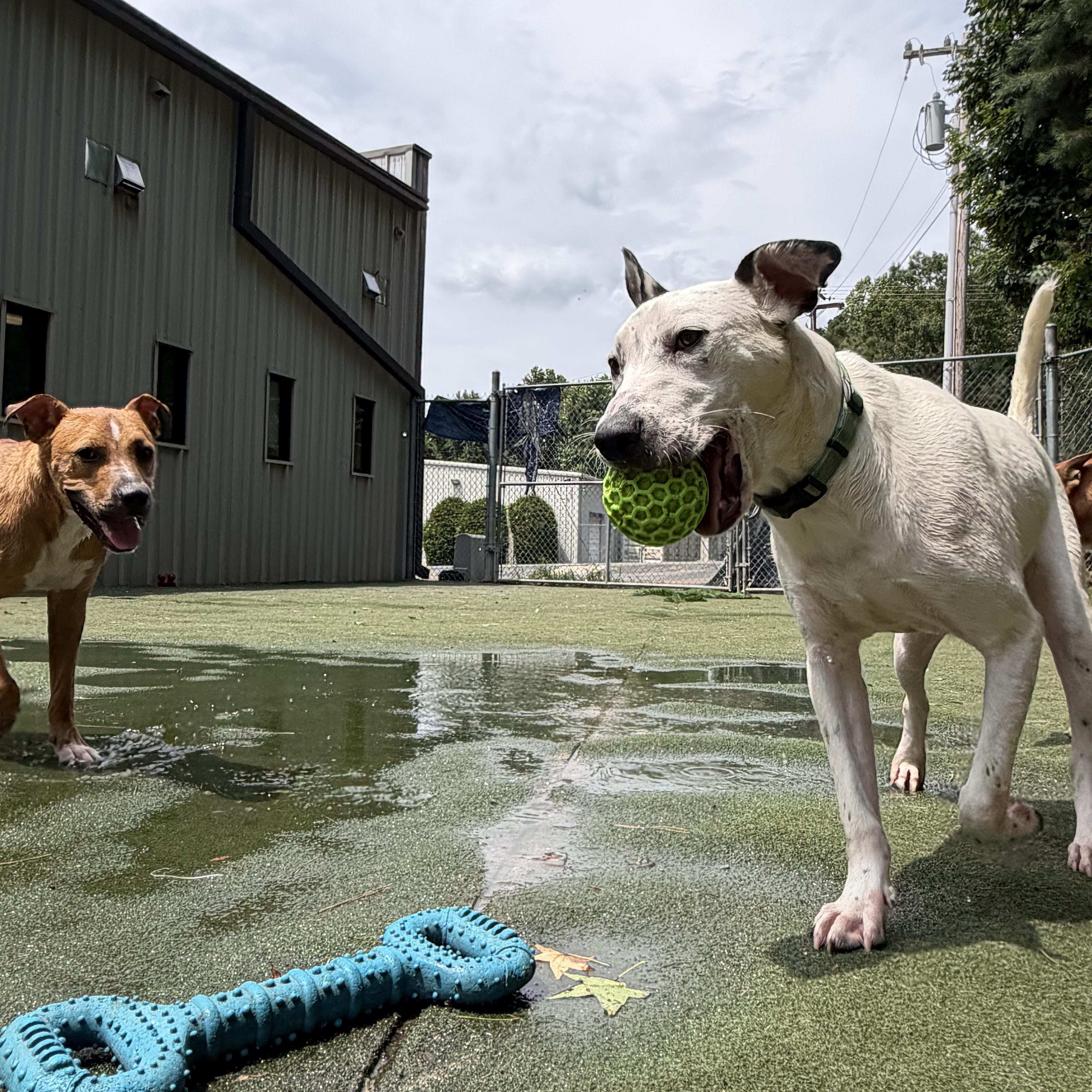 Pongo, a ADOPTABLE mixed breed in Charlotte, NC image 6/6