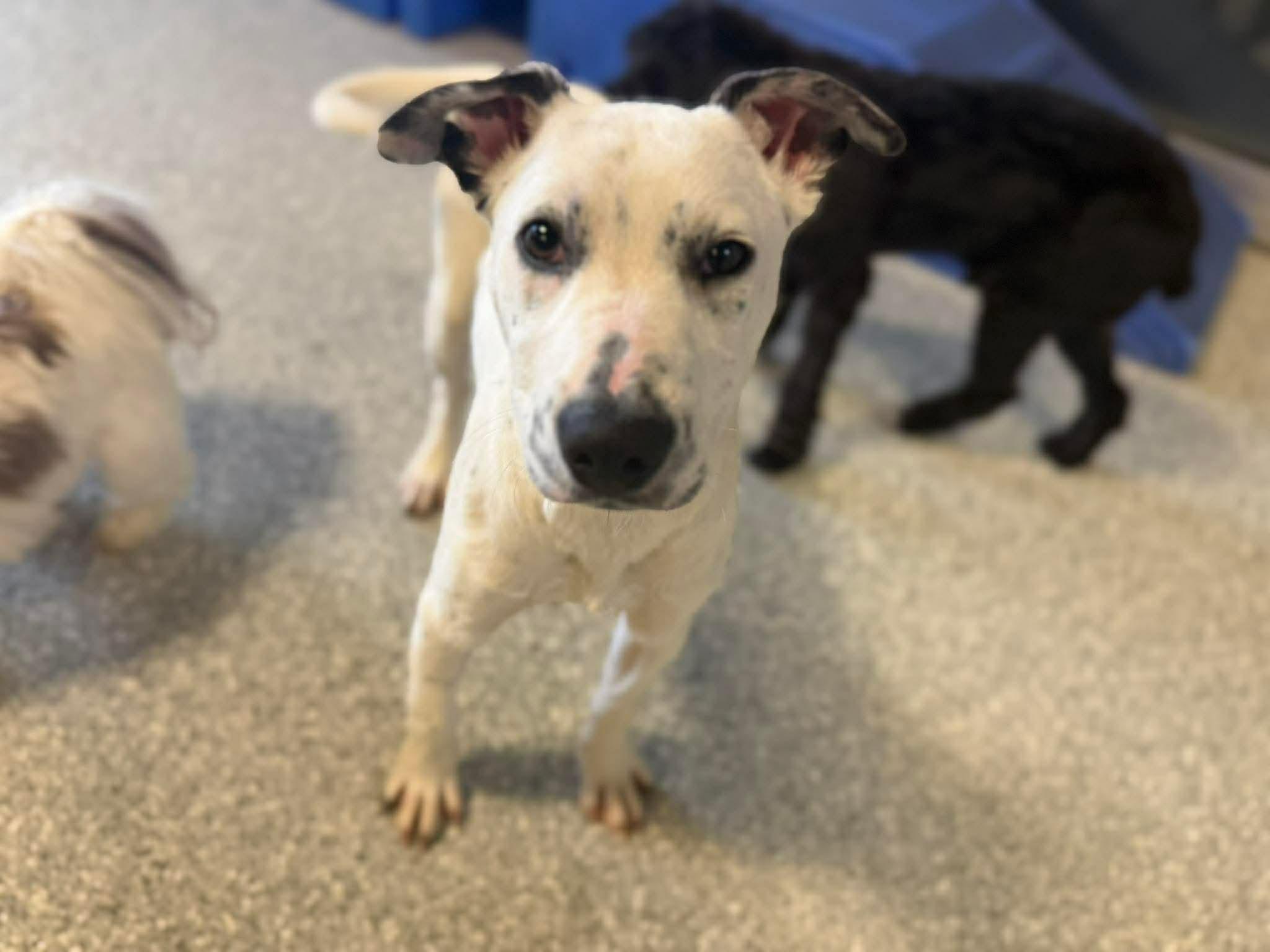 Enlarge Pongo, a ADOPTABLE mixed breed in Charlotte, NC image 2/6