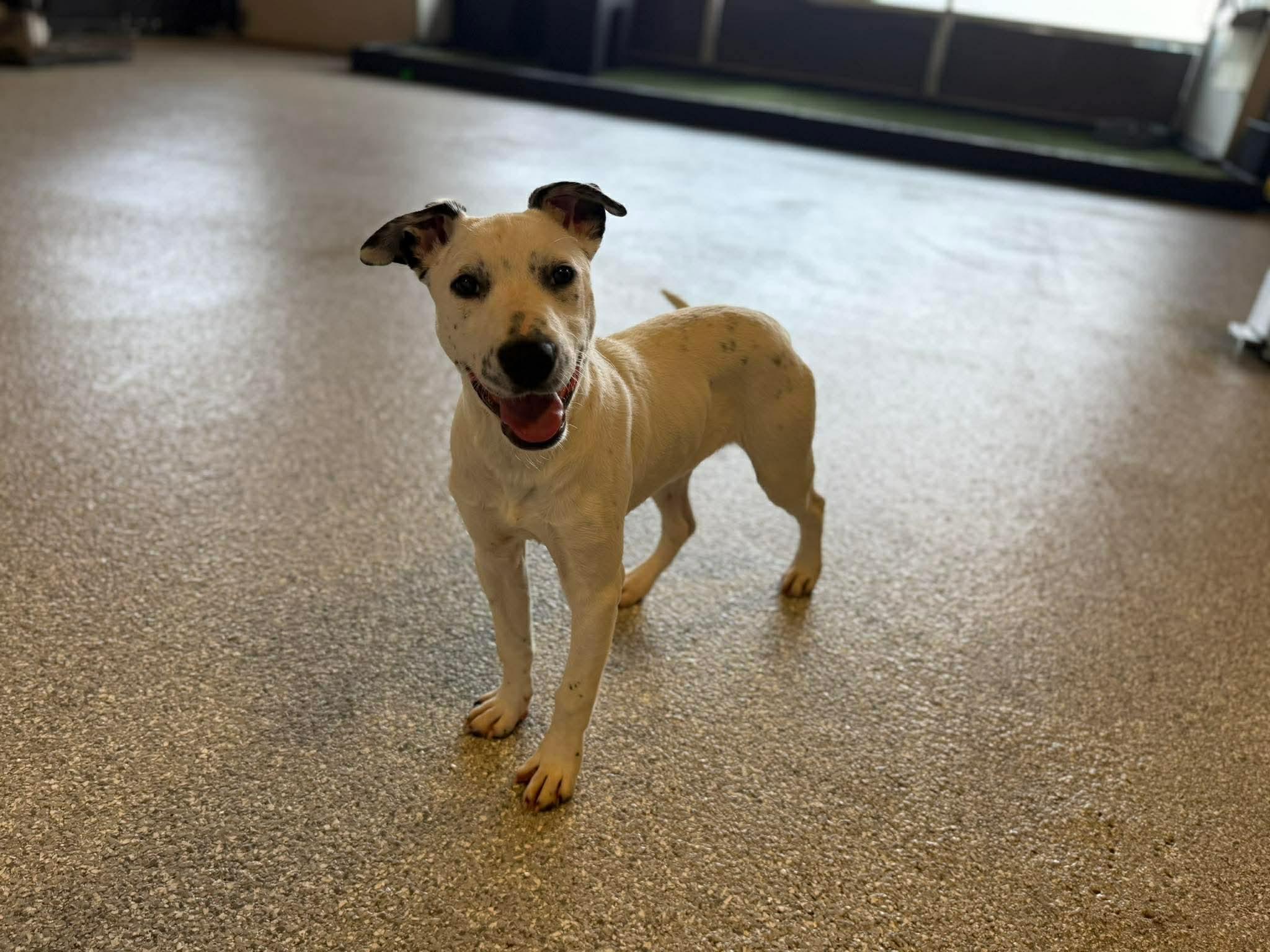 Enlarge Pongo, a ADOPTABLE mixed breed in Charlotte, NC image 3/6