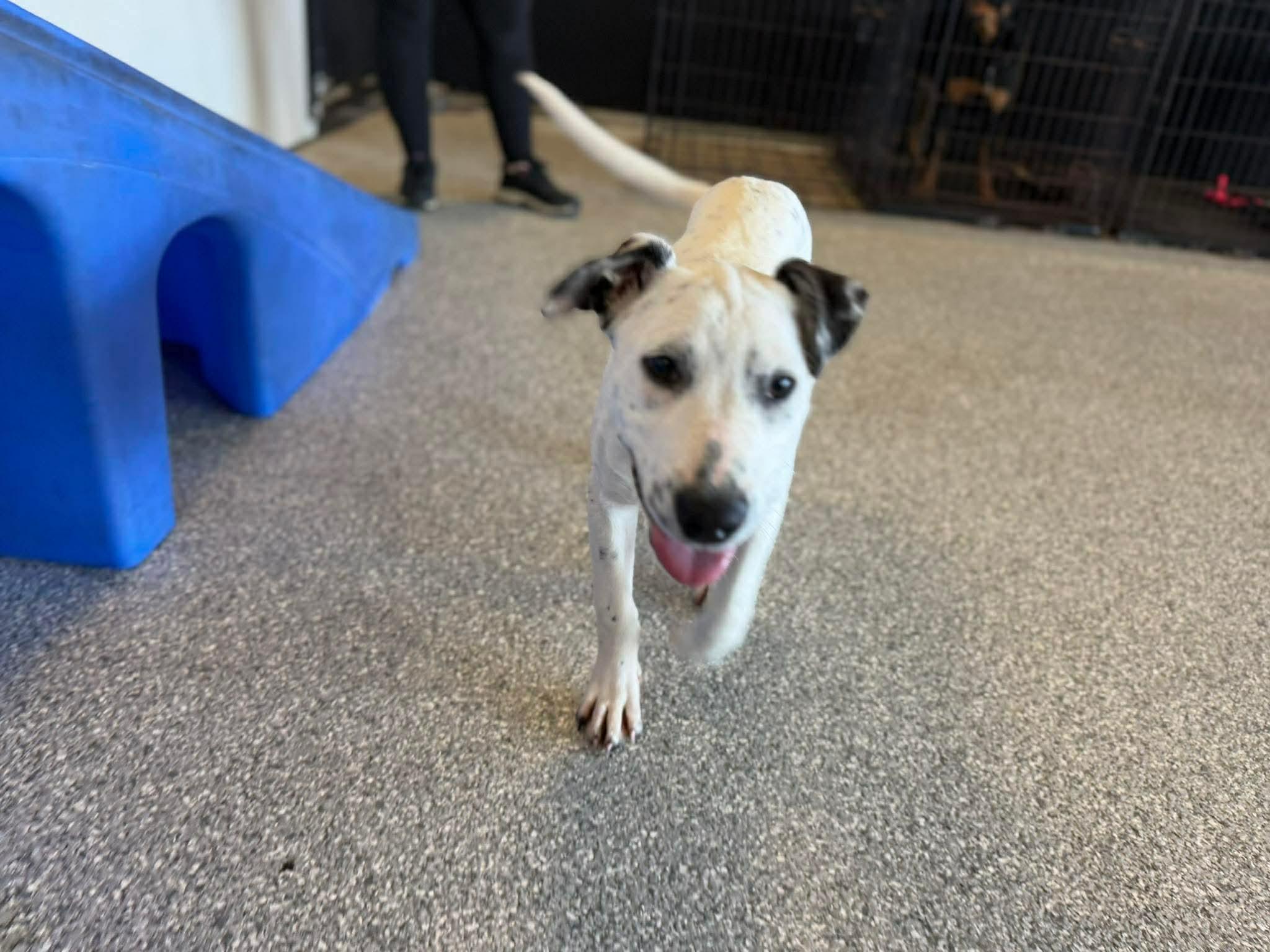 Enlarge Pongo, a ADOPTABLE mixed breed in Charlotte, NC image 6/6
