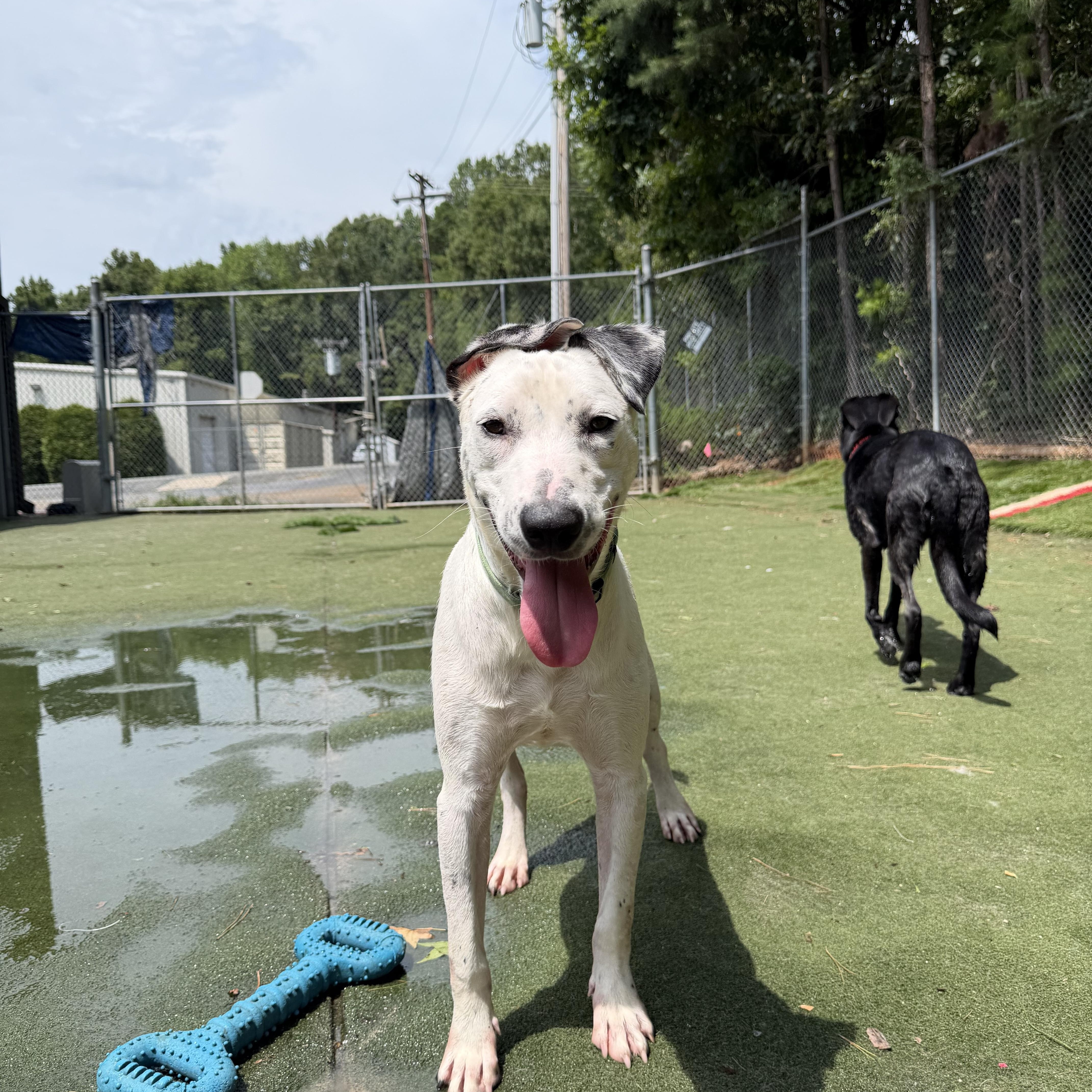 Pongo, ADOPTABLE, Young Male Dalmatian.