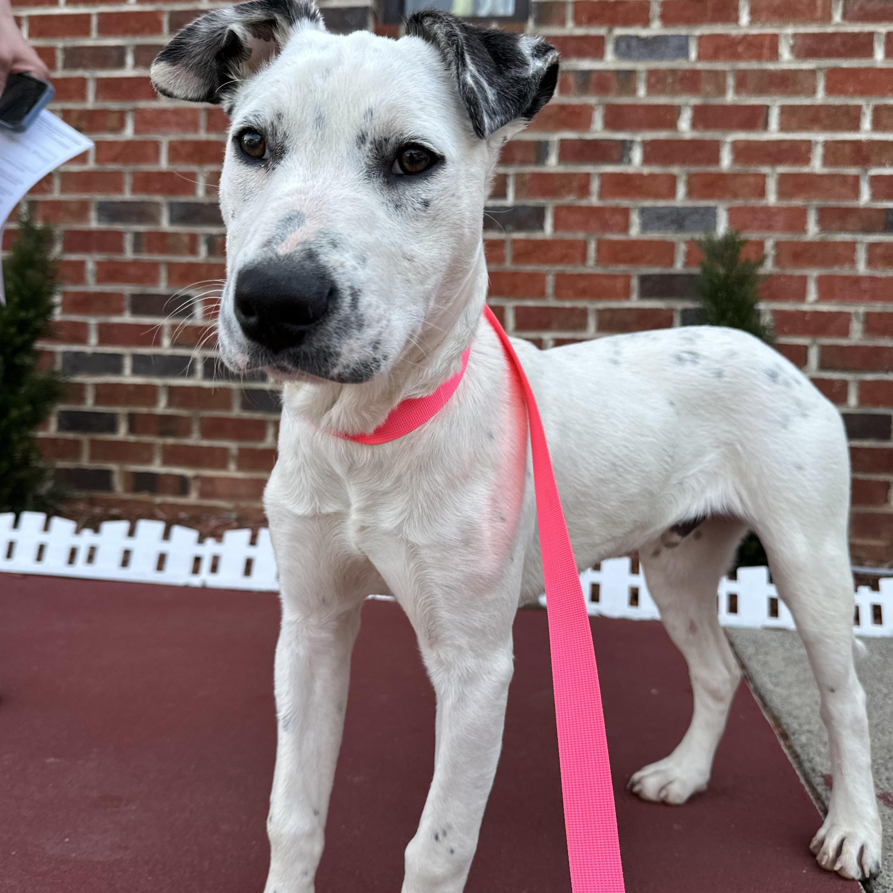 Enlarge Pongo, a ADOPTABLE mixed breed in Charlotte, NC image 1/6
