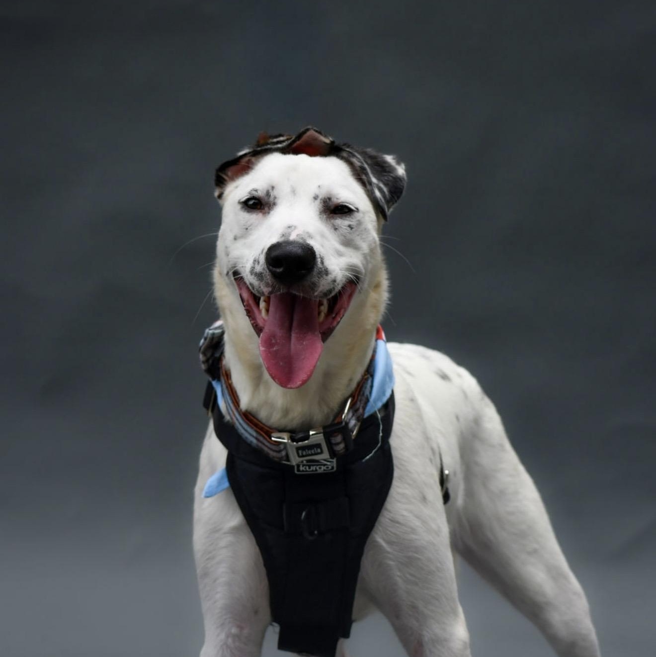 Pongo, a ADOPTABLE mixed breed in Charlotte, NC image 3/6