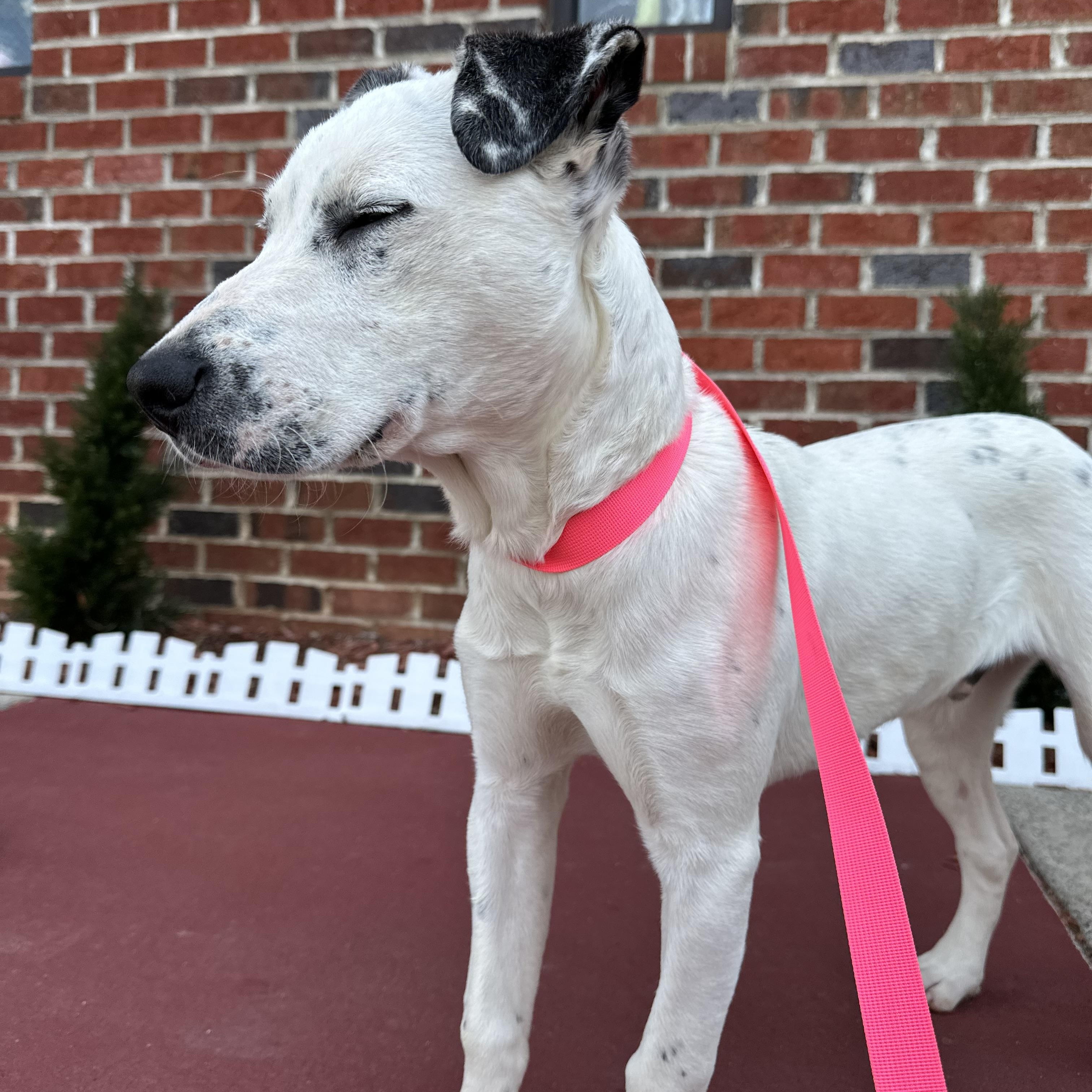 Enlarge Pongo, a ADOPTABLE mixed breed in Charlotte, NC image 5/6