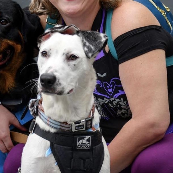 Pongo, a ADOPTABLE mixed breed in Charlotte, NC image 4/6