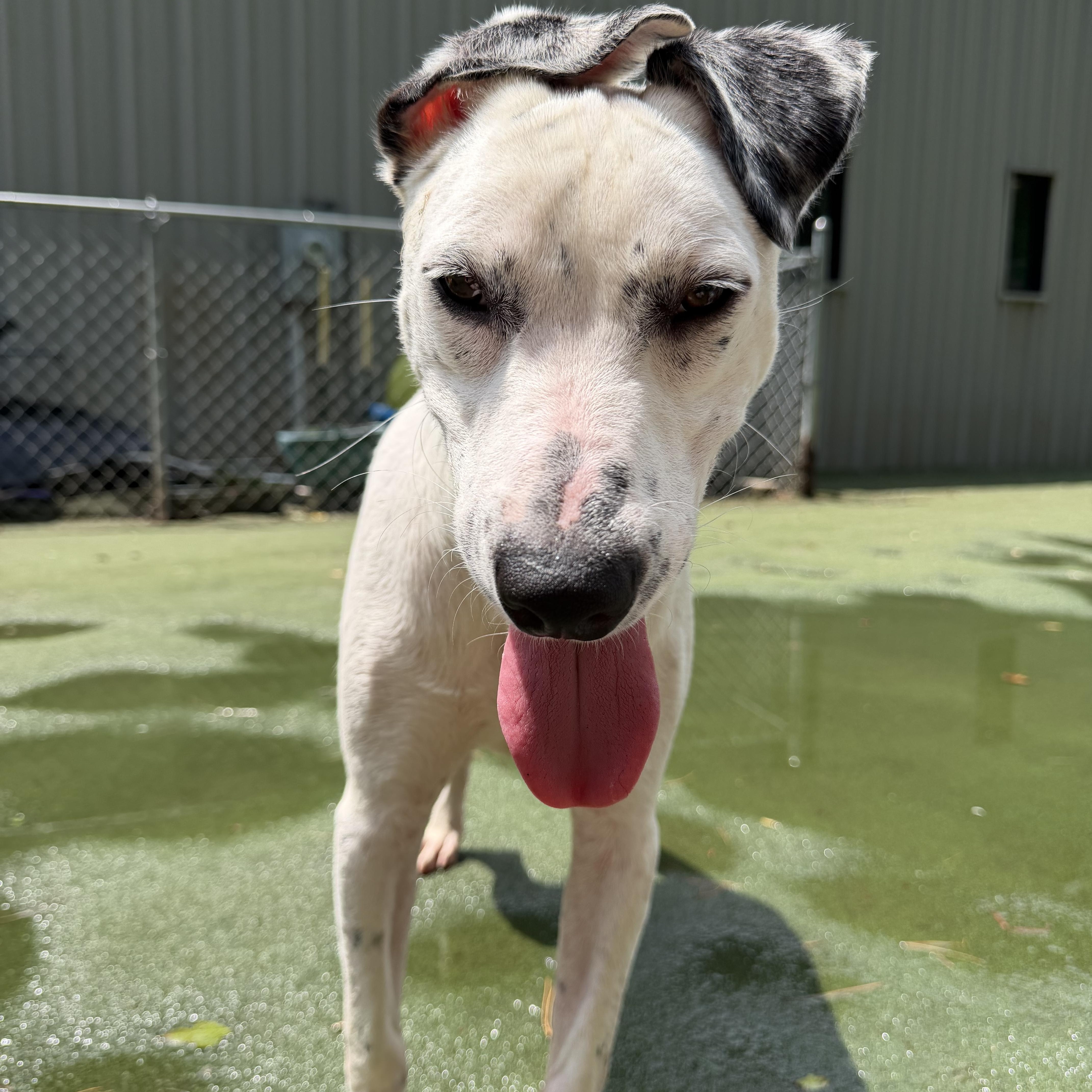 Pongo, a ADOPTABLE mixed breed in Charlotte, NC image 5/6