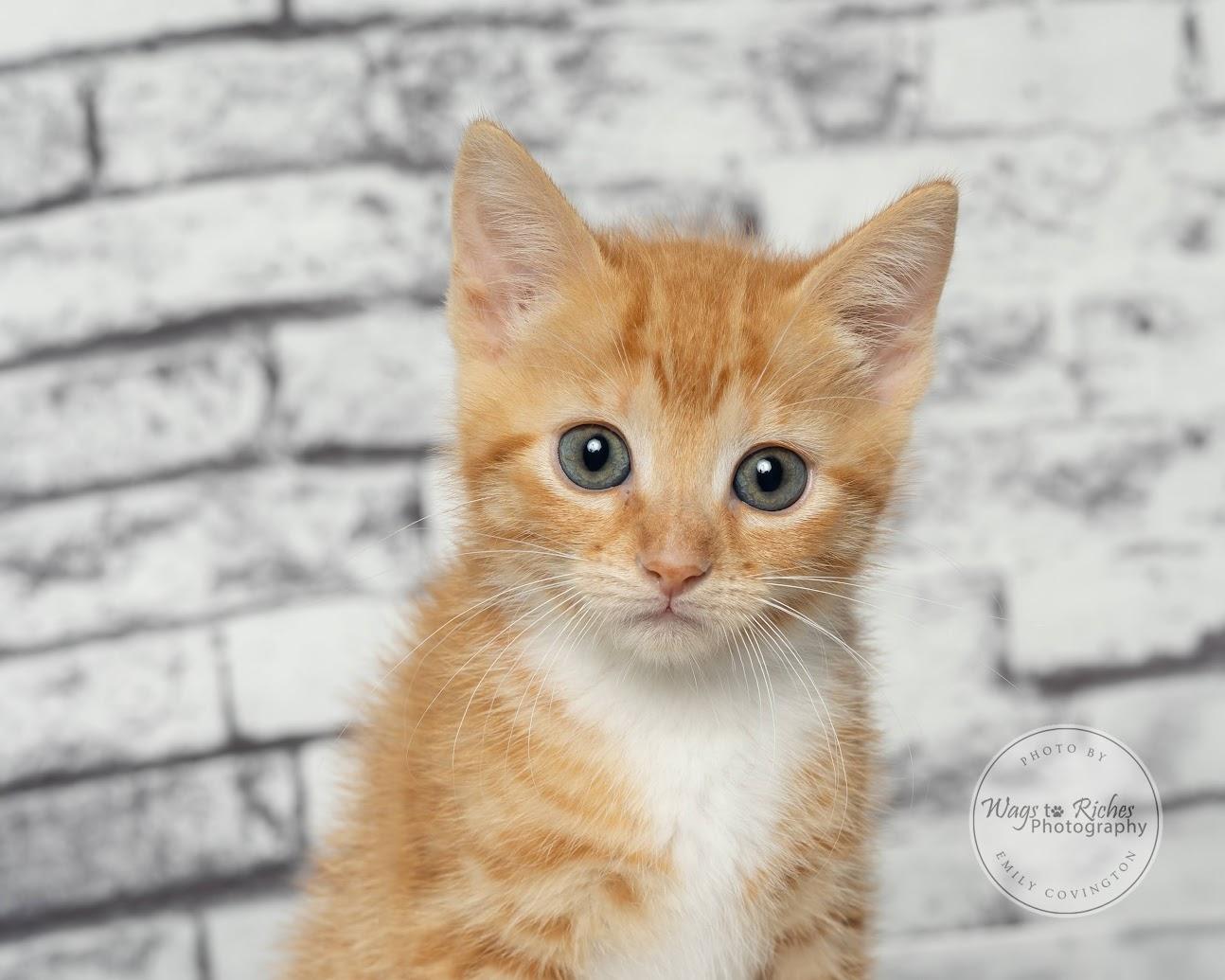 Enlarge Liv - adopted, an adopted mixed breed in East Providence, RI image 5/6