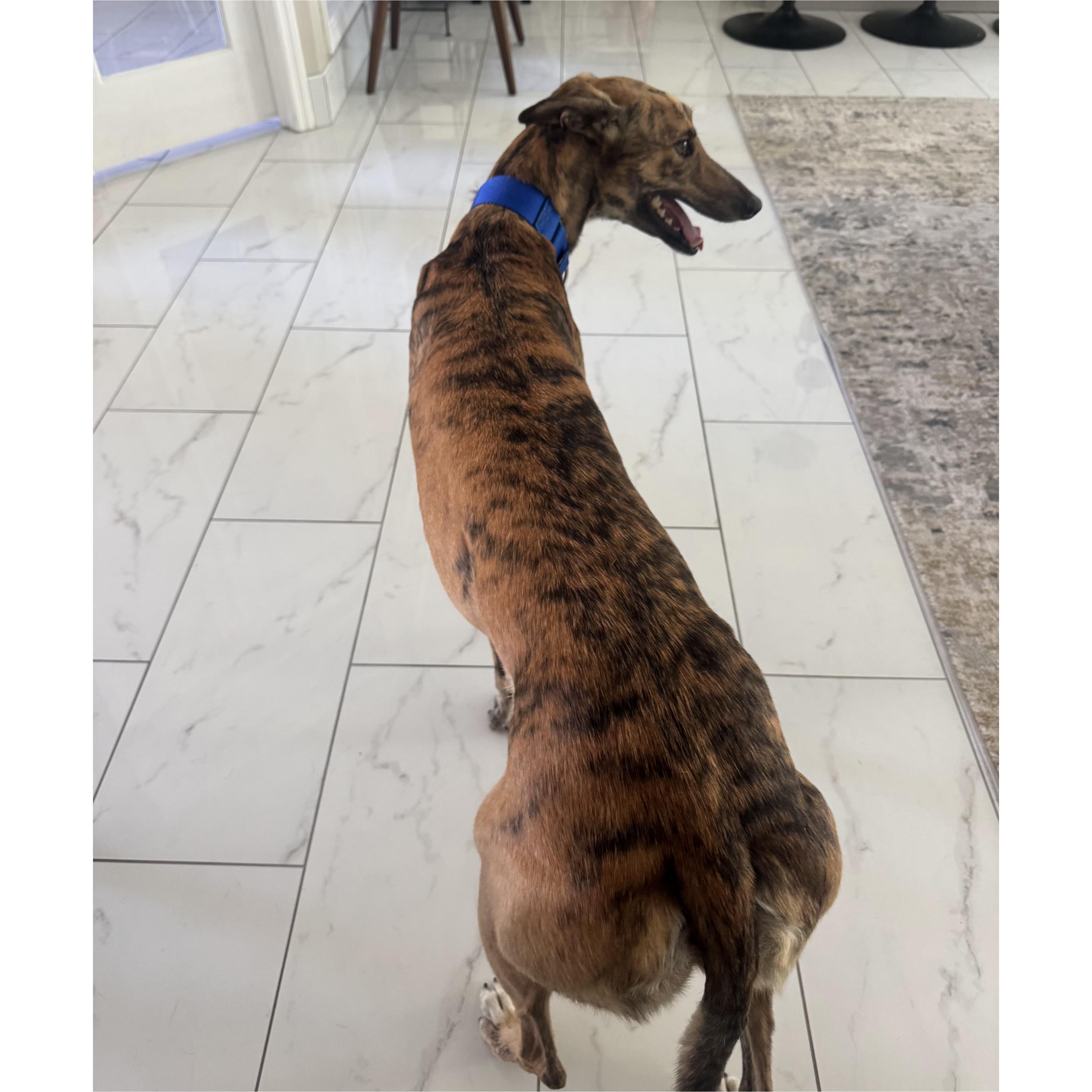 Imark Falcon (Falcon), Adopted, Young Female Greyhound.