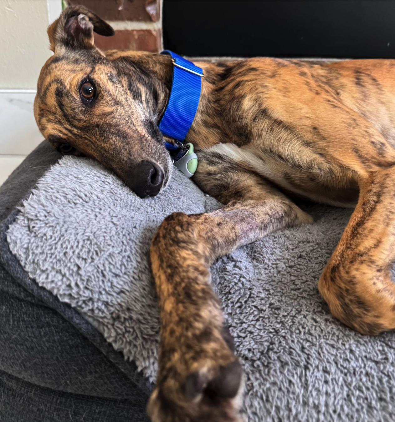 Enlarge Imark Falcon (Falcon), a Adoptable Greyhound in Tarpon Springs, FL image 1/4