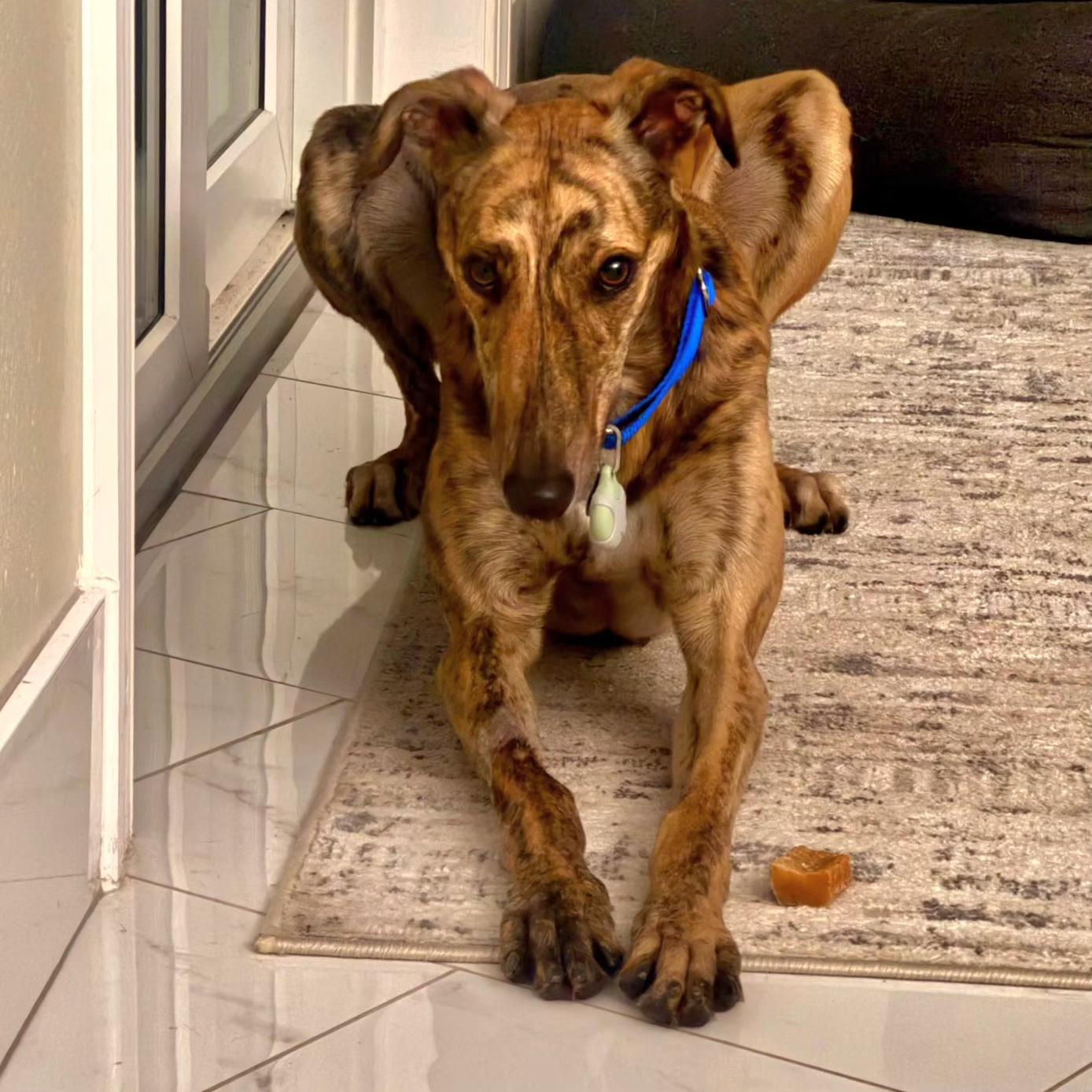 Enlarge Imark Falcon (Falcon), a Adoptable Greyhound in Tarpon Springs, FL image 2/4