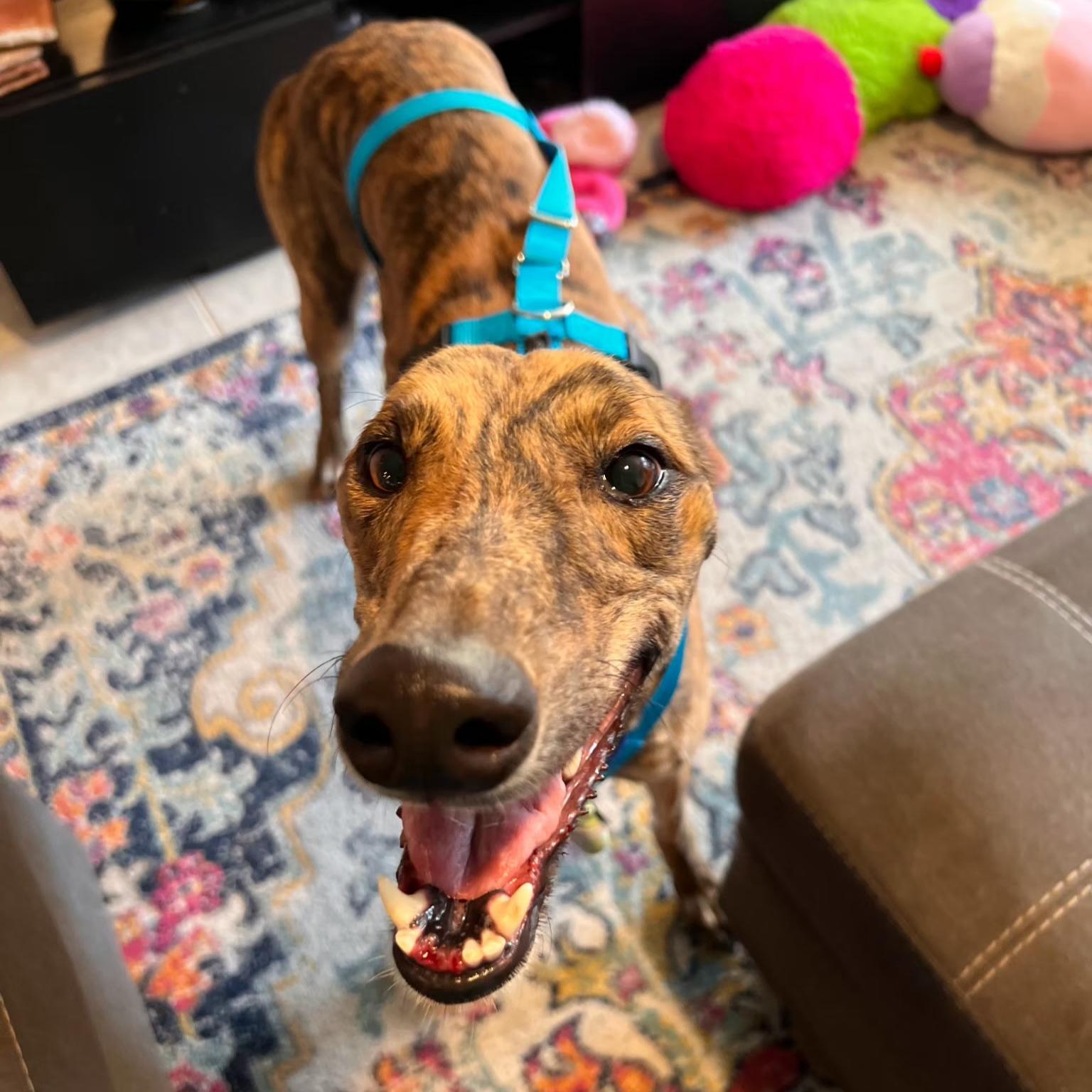 Enlarge Imark Falcon (Falcon), a Adoptable Greyhound in Tarpon Springs, FL image 3/4